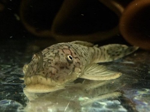 Ancistrus luzia = head view