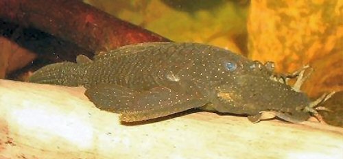 Ancistrus punctatus