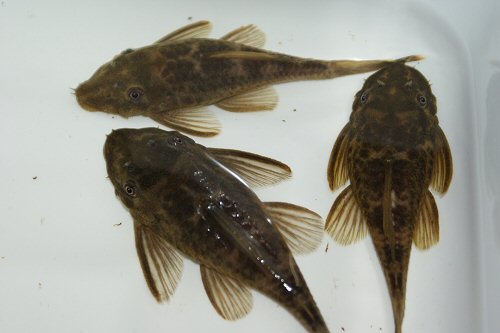 Ancistrus sp. (L338)