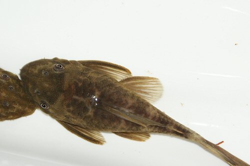 Ancistrus sp. (L338)