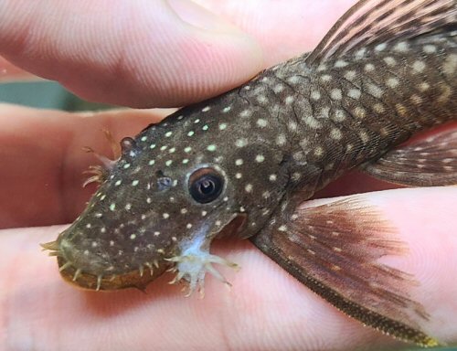 Ancistrus sp. (L349) = head view