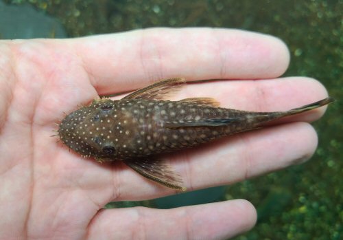 Ancistrus sp. (L349) - dorsal view