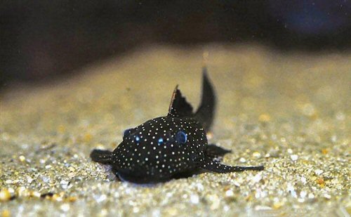 Ancistrus sp. (L370) = showing head view