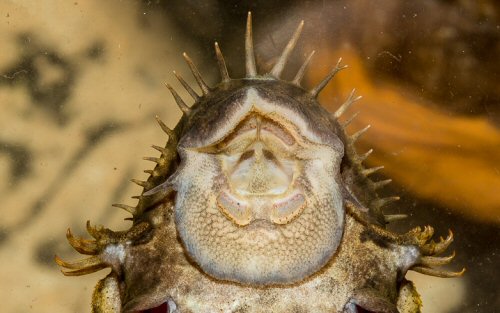 Ancistrus sp. (L481) = mouth view