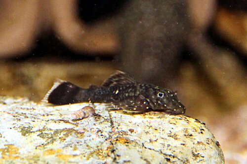 Ancistrus sp. (L486) = juvenile