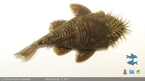 Ancistrus sp. (L514) = dorsal view