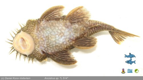 Ancistrus sp. (L514) = ventral view