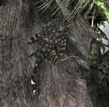 Ancistrus sp. 'Rio Paraguay'