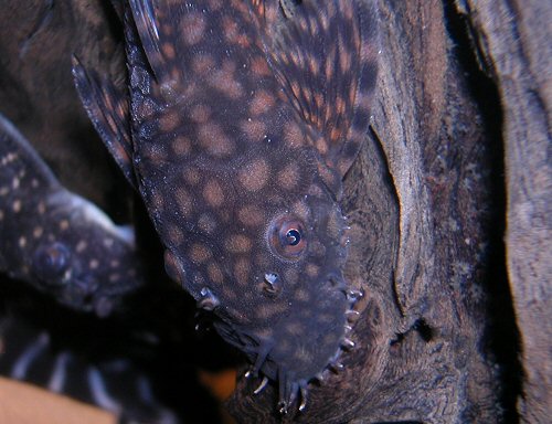 Ancistrus sp. 'Rio Paraguay' (L528) = close up of head