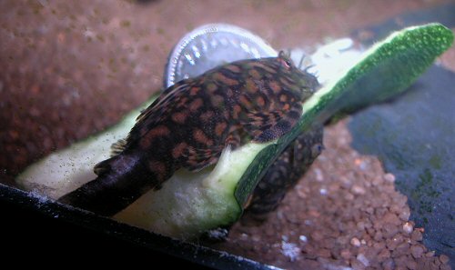 Ancistrus sp. 'Rio Paraguay' = feeding on courgette