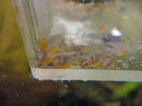 Ancistrus sp. 'Rio Paraguay' - juveniles 2 days old with yolk sac