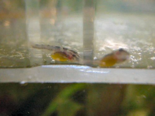 Ancistrus sp. 'Rio Paraguay' fry - 2 days old with yolk sac