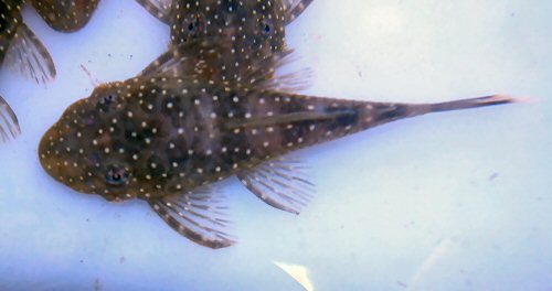 Ancistrus sp. 'Puerto Ayacucho' = Juvenile