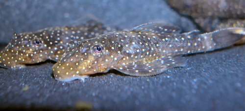 Ancistrus sp. 'Puerto Ayacucho' = Juvenile