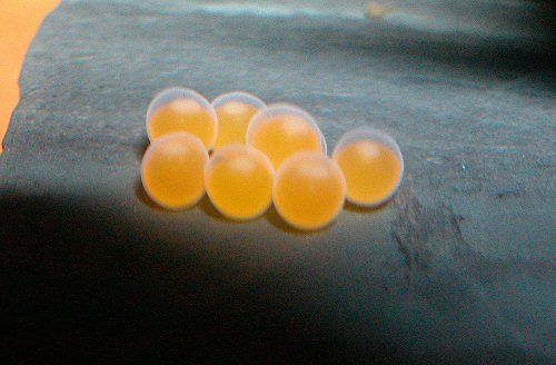 Ancistrus sp. 'Puerto Ayacucho' = Eggs