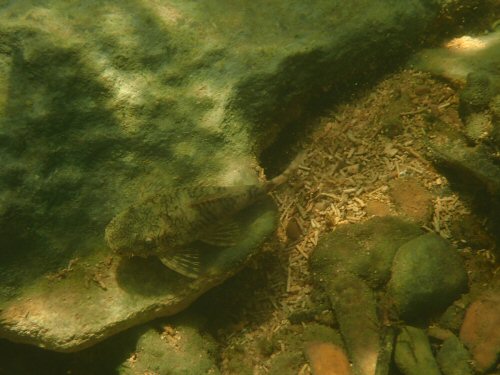 Ancistrus sp. 'Rio Formoso' (2) - female in stress colouration