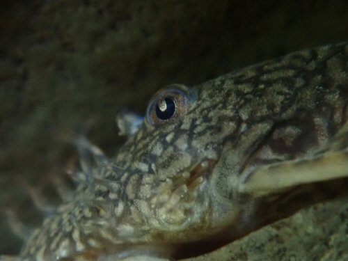 Ancistrus sp. 'Rio Formoso' (2) - adult head view