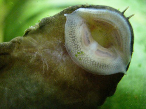 Ancistrus sp. 'Rio Tocantins' = Ventral shot of female