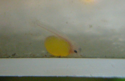 Ancistrus sp. 'Rio Tocantins' = Newly hatched fry