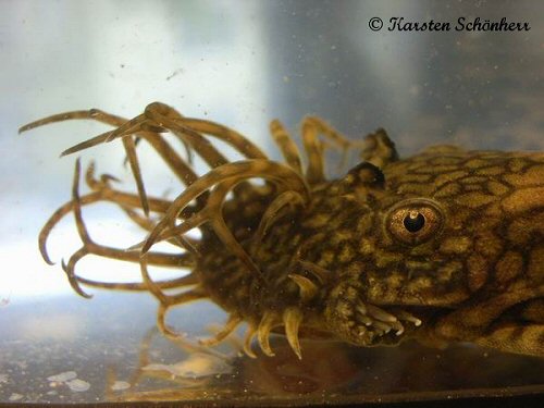 Ancistrus sp. 'Rio Tocantins' = Male