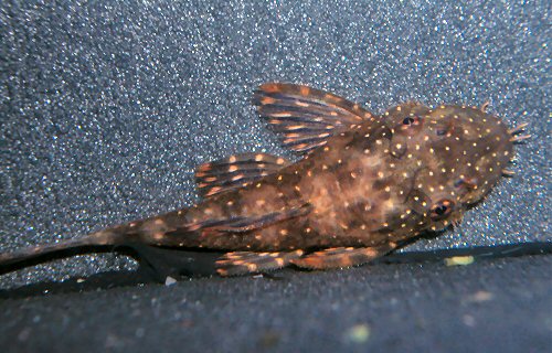 Ancistrus sp. 'Rio Ucayali' = Juvenile