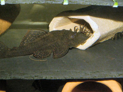 Ancistrus sp. 'Rio Ucayali' - breeding male