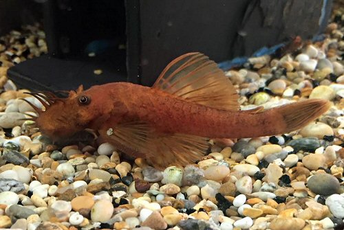 Ancistrus sp. 'super red' = male