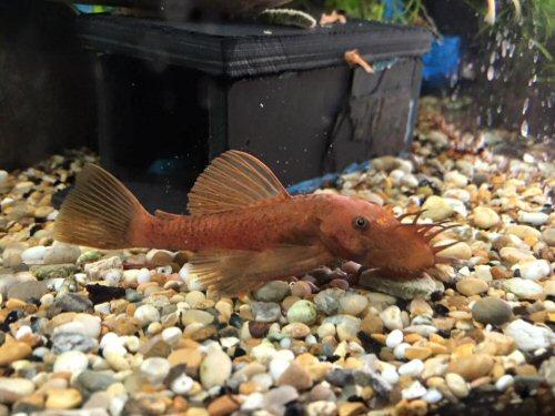 Ancistrus sp. 'super red' = male