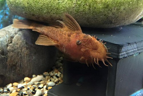 Ancistrus sp. 'super red' = male head view