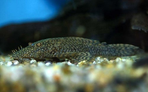 Ancistrus tamboensis