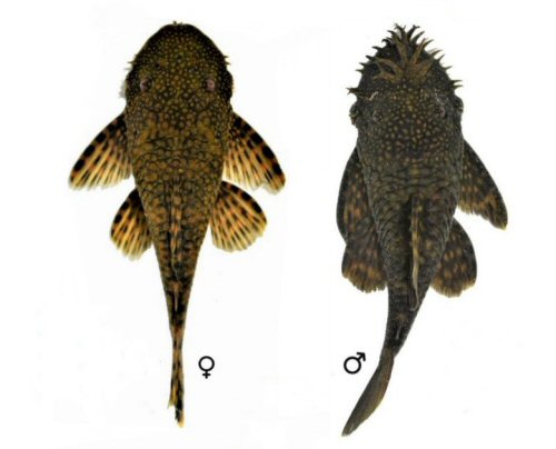 Ancistrus taunayi = male & female