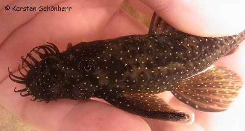 Ancistrus temminckii = From Marshall creek (tributary of Suriname river)