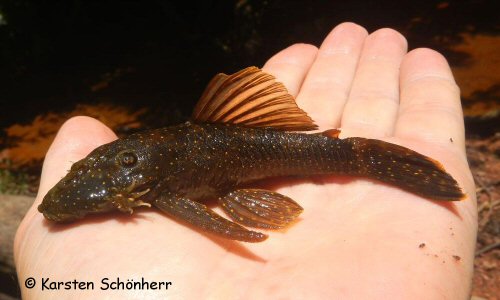 Ancistrus temminckii = From Marshall creek (tributary of Suriname river)