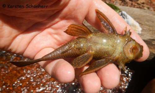 Ancistrus temminckii = Ventral view - From Marshall creek (tributary of Suriname river)