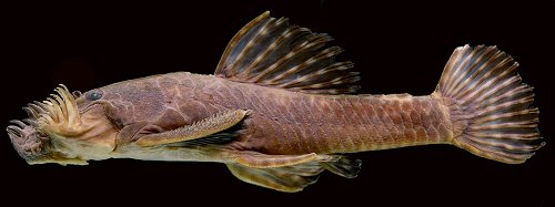 Ancistrus tolima