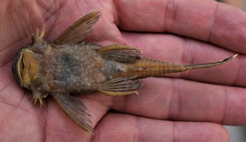 Ancistrus triradiatus = ventral view