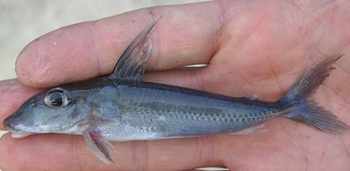 Anduzedoras oxyrhynchus