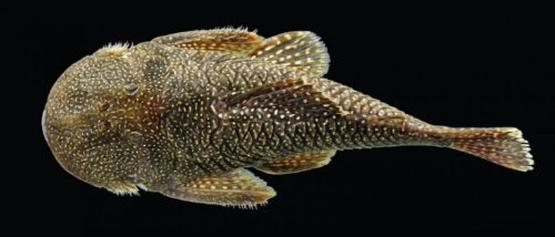 Andeancistrus eschwartzae = dorsal view