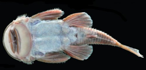 Andeancistrus platycephalus = ventral view