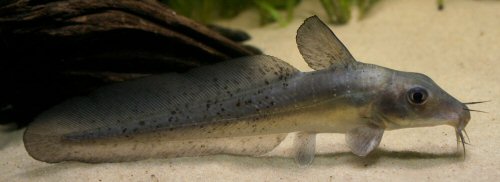 Anodontiglanis dahli = Juvenile-Ferguson River, Northern Territories