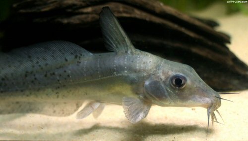 Anodontiglanis dahli = Head view juvenile-Ferguson River, Northern Territories