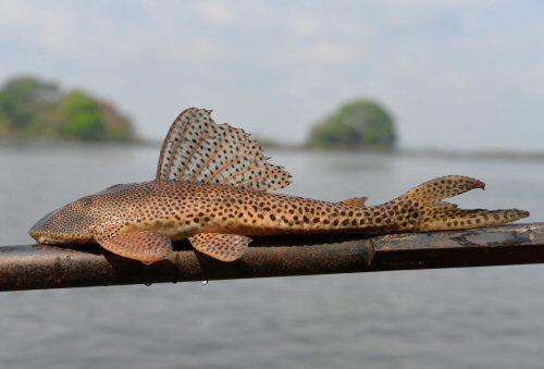 Aphanotorulus emarginatus - Rio Tocantins