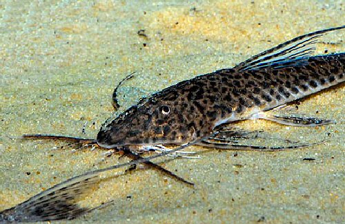 Apistoloricaria ommation = head view