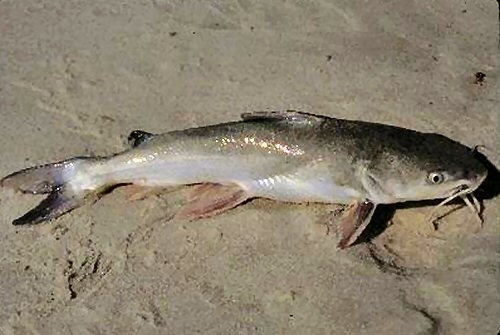 Ariopsis felis = Caught in the Gulf Shores, Gulf Of Mexico Baldwin County , Alabama 17thOct 2000