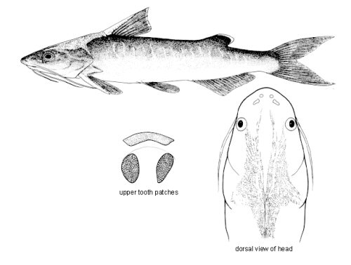 Arius manillensis = dorsal view of head