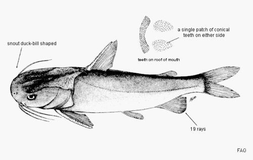 Plicofollis platystomus