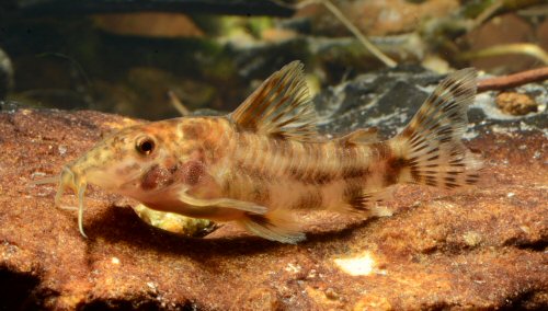 Aspidoras aldebaran = Córrego Gordura, Rio Araguaia basin