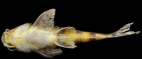 Aspidoras aldebaran = Ventral view-Mato Grosso State, Alto Araguaia Municipality, ribeirão do Sapo, upstream Couto de Magalhães Waterfall, Brazil