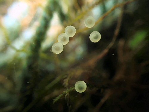 Aspidoras sp. (CW126) = eggs