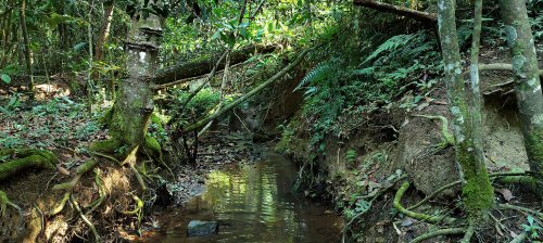 Aspidoras lakoi = Stream with unknown name, 20°5020S 46°3021W, tributary to the Rio Grande, Minas Gerais State, Brazil